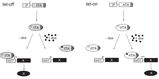 Fig. 3 Transcriptional regulation of gene expression by the tet-systems. 
