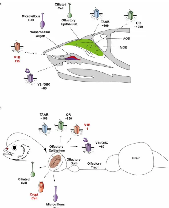 Figure VI-1 | The location of chemosensory organs in the mouse and teleost fish. 