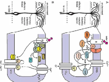 Figure VI-2 | Two Intracellular Signaling Cascades Implicated in Chemosensory Transduction  