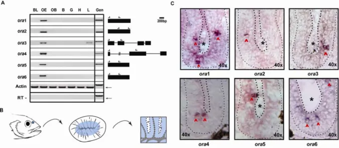 Figure VII-9 | Expression of ora transcripts in the zebrafish olfactory system. 
