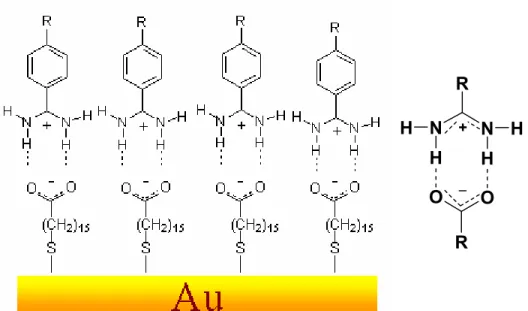 Figure 3.6: Schematic representation of carboxylate and amidinium ion  interaction on the gold surface