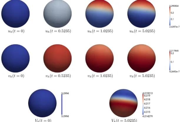 Figure 1. Instability for increased cytosolic diffusion (D = 100). From left to right: the discrete solutions u h (upper row), v h (middle row) on level set {φ h = 1 2 } for t = 0, t = 0.5235, t = 1.0235, and t = 5.0235, discrete solution V h on level set 