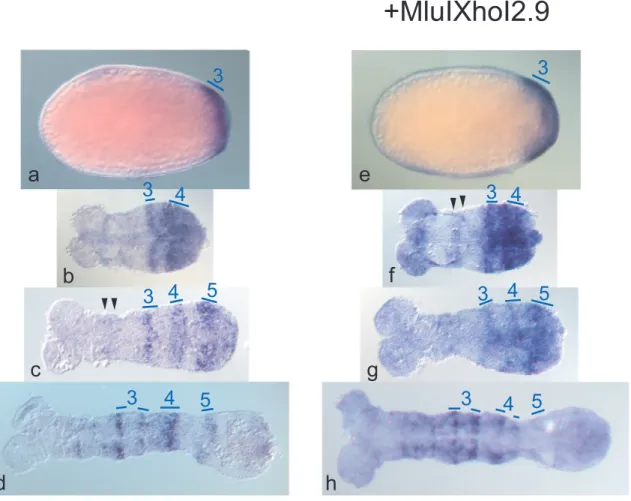 Abb. 2-4 Färbung von lacZ mRNA in Tribolium unter der Kontrolle von a- d Tc´h-