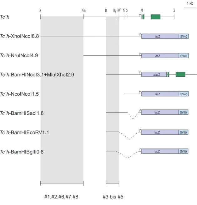 Abb. 3-1 Schematische Darstellung des Locus von Tc´h und der untersuchten  Konstrukte