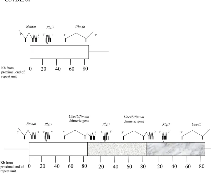 Figure 1.2 Location of exons within the 85-kb Wld S  triplication repeat unit.  C57BL/6J C57BL/Wld S  Kb from proximal end of repeat unit0  20  40  60  80 Rbp7 Nmnat Ube4b 5’ 3’ 5’ 3’ 5’  3’ 0 20 40 60 80 Rbp7 5’ 3’ 5’ 3’5’  20  40  60  80 Rbp7 3’ 5’ 3’5’ 