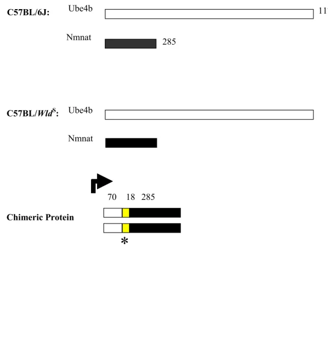 Figure 1.3a Wld S  express novel and wild type proteins.        C57BL/6J:            C57BL/Wld S :  Ube4b Nmnat        Chimeric Protein  * 1174 285 70 Ube4b Nmnat 285 18 