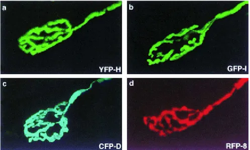 Figure 1.5 Four spectrally distinct XFPs serve as vital stains in transgenic mice. 