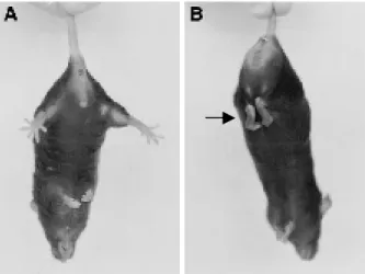 Figure 2.3 Abnormal limbs clasping in mice. Mouse clasps hind-limbs upon suspension  by the tail (indicated by arrow)