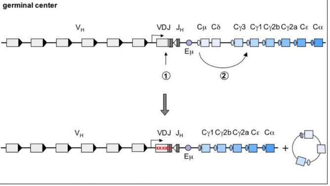 Figure 4. Somatic hypermutation (SHM) and class switch recombination (CSR). SHM (1)  introduces  mainly  point  mutations  into  the  rearranged  V  region  of  the  Ig  genes  to generate novel mutant BCRs for the immunizing antigen