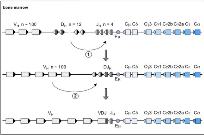 Figure  1.  Organization  and  V(D)J  recombination  of  the  murine  IgH  locus.