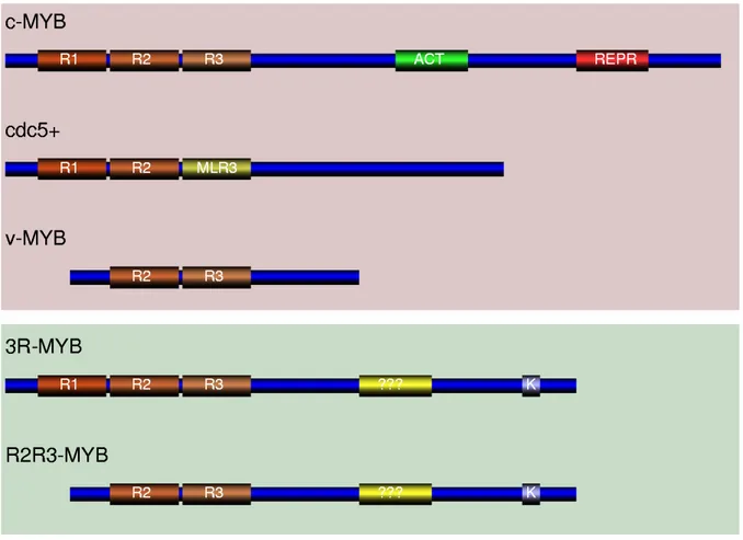 Abbildung  1:  Konservierte  Sequenzmotive  in  MYB-Genen.  R1,R2,R3:MYB-Sequenzwiederholungen;  ACT:  Aktivator  Element;  REPR:  Repressor  Element;  MLR3:  MYB-ähnliche  Sequenzwiederholung;  K:  putatives  Kinase  Motiv;    [???]: 