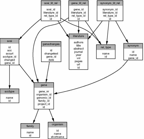 Abbildung 8: Vereinfachte  Struktur der TF-Workbench Datenbank. Unterteil Gene und Text-Annotationen 