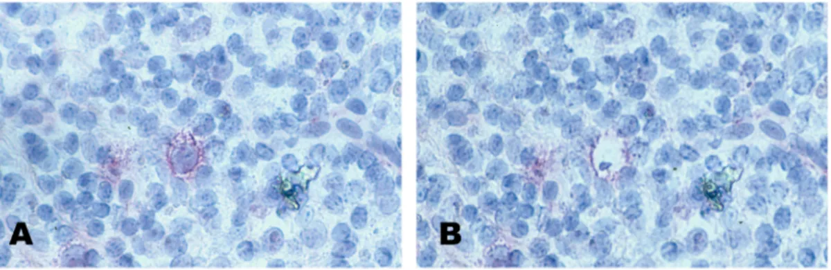 Abbildung 4. Mikromanipulation einer einzelnen HRS-ähnlichen Zelle