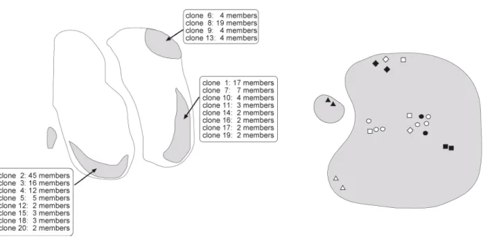 Abbildung 6. Verteilung (klonal verwandter) EBV +  Zellen in den untersuchten IM-Fällen