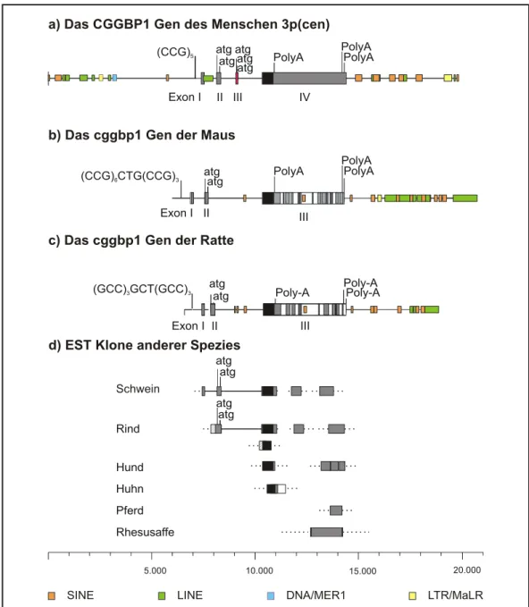 Abbildung 17 Genomische Organisation des CGGBP1-Gens des Menschen (a) und der Maus (b)