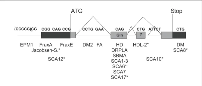 Abbildung 1 Position und Sequenz der pathogenen Mikrosatelliten und der kodierten Aminosäuren in einem schematisierten menschlichen Gen.
