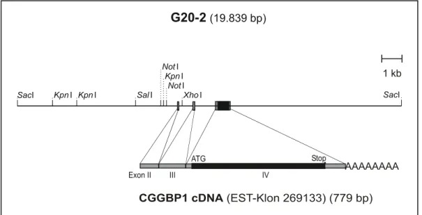 Abbildung 2 Übersichtskarte des genomischen Klons g20-2 des CGGBP1-Gens aus HeLa- HeLa-DNA