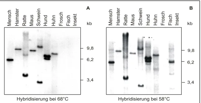 Abbildung 3 Hybridisierung von genomischer DNA verschiedener Spezies mit der Sonde für die  cDNA des menschlichen CGGBP1-Gens.