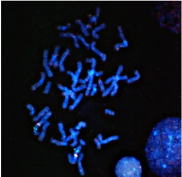 Abbildung 4 Chromosomale