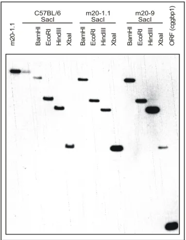 Abbildung 8 DNA-Transfer-Analyse von genomischer Maus- Maus-DNA und den klonierten Fragmenten m20-1.1 und m20-9.