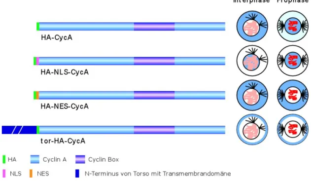 Abb. 3: Schematische Darstellung der Cyclin A-Konstrukte und ihrer Lokalisierung. Da sich das HA-Epitop nicht auf die Lokalisierung auswirkt, ist das HA-Cyclin A wie wildtypisches Cyclin A lokalisiert