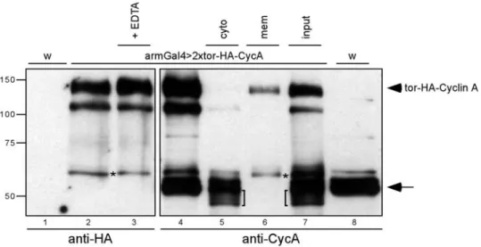 Abb. 11: tor-HA-Cyclin A sowie ein Spaltprodukt sind mit Membranen assoziiert. Für alle Proben wurden Embryonen verwendet, die sich in Stadium 10, 11 befanden