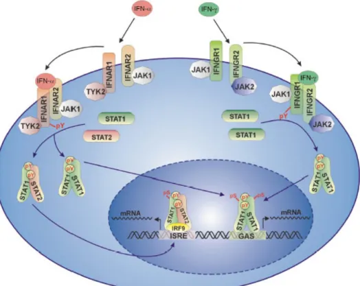 Figure 1.1 The Jak-STAT pathway of  IFN DE and  IFN- J (Decker et al., 2002). 