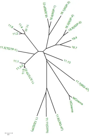 Figure 1.2. The phylogeny of the p47 GTPases (Bekpen.et al unpublished data) 
