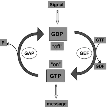 Figure 1.4. Simplified depiction of the GTPase cycle ( Bourne et al., 1991). 