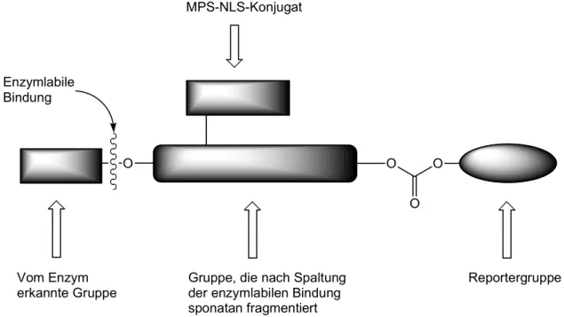 Abbildung 4:  Schematischer Aufbau eines „chemischen Vektors“.