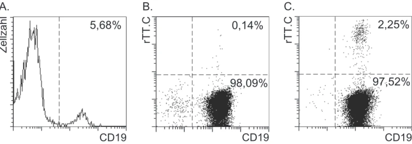 Abbildung 3: Immunomagnetische Anreicherung von rTT.C-spezifischen B-Zellen.