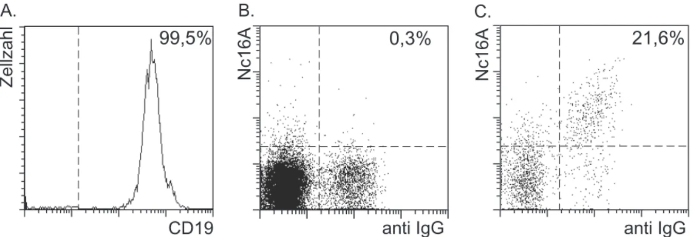 Abbildung 5: Immunomagnetische Anreicherung von NC16A-spezifischen IgG +  Gedächtnis B- B-Zellen.