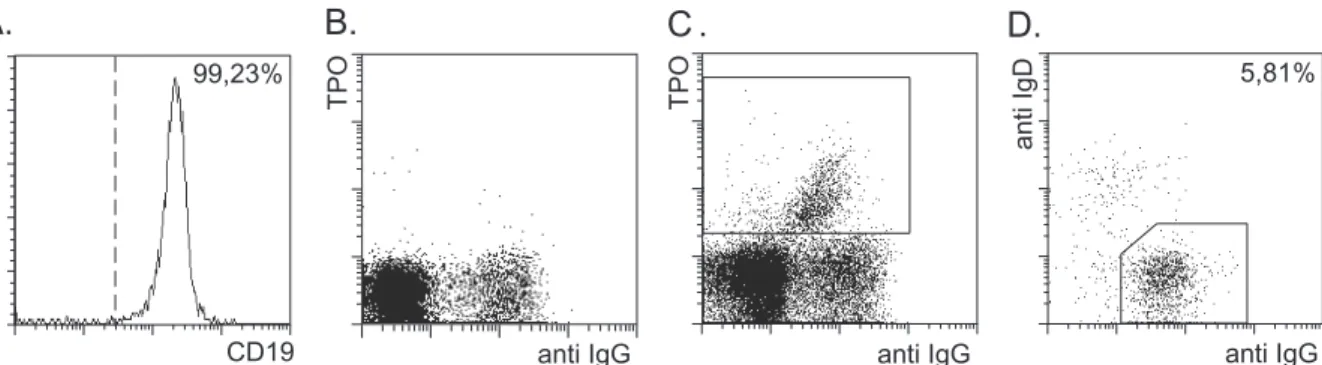 Abbildung 6: Immunomagnetische Anreicherung von TPO-spezifischen IgG +  Gedächtnis B- B-Zellen.