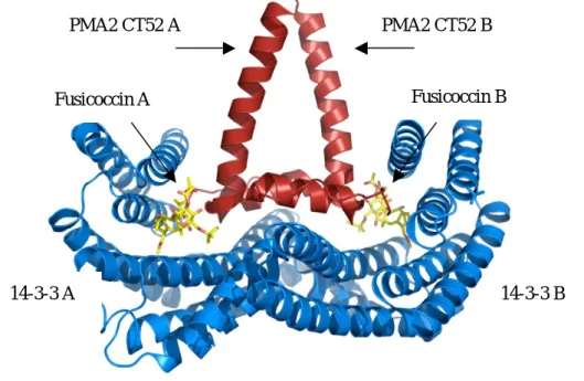 Abbildung 3: Banddarstellung zweier C-terminaler Peptide (CT52) mit der Sequenz des Bin- Bin-dungsmotivs der Protonenpumpe PMA2 und zwei Moleküle Fusicoccin (A und B) im  ternä-ren Komplex zum dimeternä-ren 14-3-3-Protein (T14-3cDC)