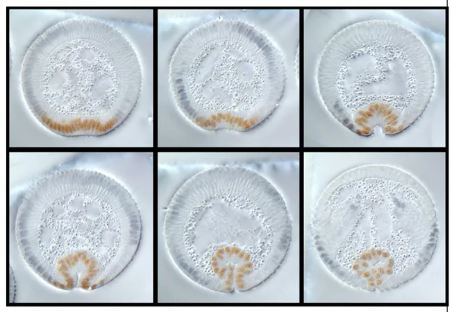 Abb.  1.5:  Ventralfurchenbildung  in  Drosophila.   Zu  sehen  ist  eine  Serie  von  Querschnitten aufeinanderfolgender  Gastrulationsstadien