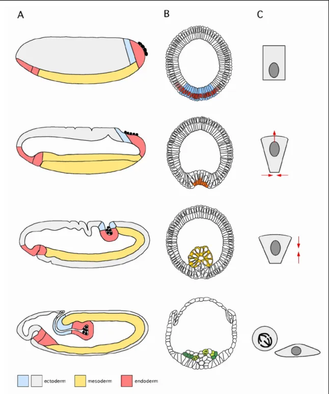 Abb.  1.6:  Ein  schematischer  Überblick  über  die  Prozesse,  die  zur  Invagination  des  Mesoderms  in Drosophila führen