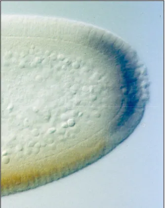 Abb. 1.10: huckebein begrenzt die posteriore Ausdehnung der snail-Domäne in.   Zu sehen sind  Markierungen  gegen  huckebein  RNA (blau) und snail Protein (braun)
