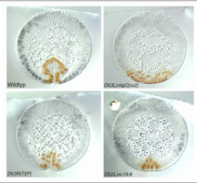 Abb.  2.5:  Querschnitte  der  identifizierten  Mutanten.   Alle  Embryonen  sind  gleich  alt  und  wurden  mit Antikörpern  gegen  Twist  (braun)  und  Even-skipped  (blau)  gefärbt