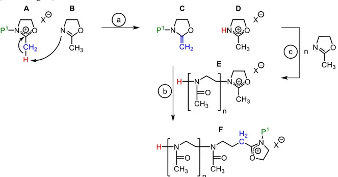Abbildung 18: Mögliche Übertragungsreaktionen bei der lebenden kationischen Ringöffnungs- Ringöffnungs-Polymerisation von 2-Oxazolinen