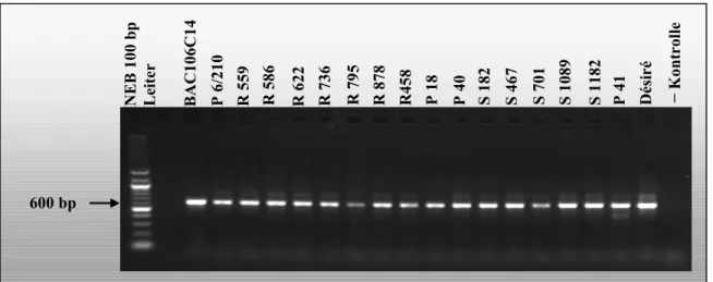 Abbildung 3-4: Das PCR-Produkt (~600bp) zum T7-Ende des Inserts von BAC  106C14 (Primer: 106C14T7f, 106C14T7r) läßt sich von allen genomischen  DNA-Präparationen generieren