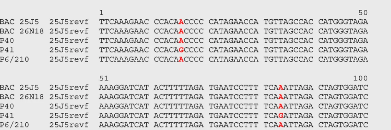 Abb. 3-10: Teilsequenz der PCR-Produkte, die mit Primern zum  T3-Ende von BAC  BAC 25J5 generiert wurden