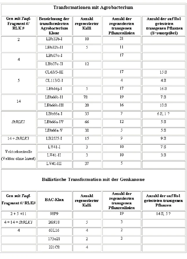Tabelle 3-7: Der aktuelle Stand der Désirée-Transformationen. In der Bezeichnung  der  Agrobacterium-Klone steht der erste Buchstabe für den verwendeten Stamm: 