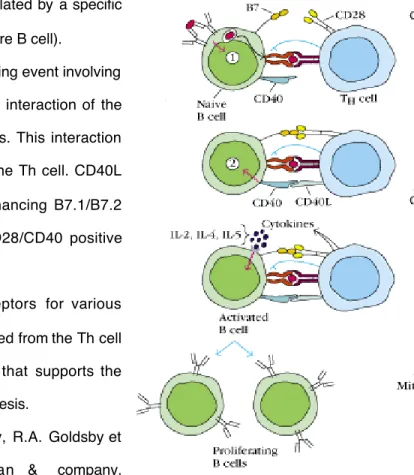 Figure  3.  T cell activation