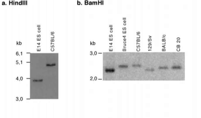 Figure 6.  Southern blot analysis of genomic DNA derived from different mouse strains