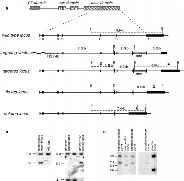 Figure 7.  Generation of ES cells with targeted mutation in the  itchy  locus