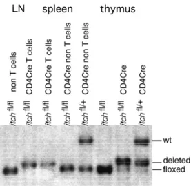 Figure 8.  Deletion efficiency in  itch floxed  CD4-Cre mice