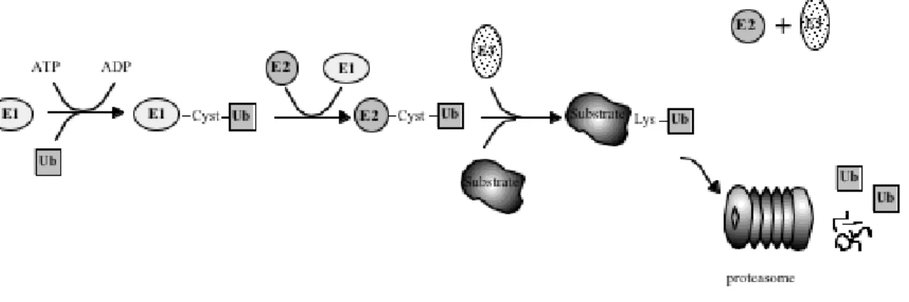 Figure 1.  The ubiquitination pathway.