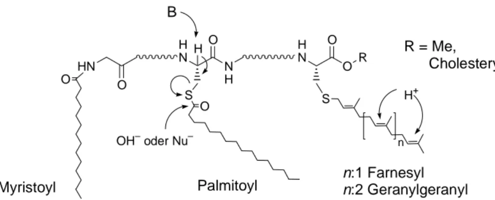 Abbildung 2: Einige posttranslationale Lipidmodifikationen und ihre Labilität gegen Säuren und Basen