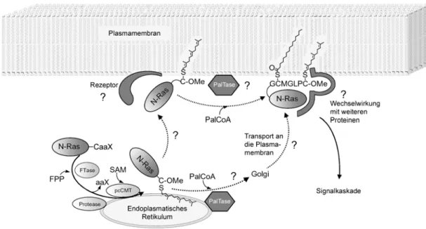 Abbildung 5: Posttranslationale Modifikation von N-Ras. [90]  Abkürzungen: FPP: Farnesylpyrophosphat,  FTase: Farnesyl Transferase, pcCMT: proteocytosolische Carboxymethyltransferase, SAM:  S-Adenosyl-Methionin, PalCoA: Palmitoyl-Coenzym A, PalTase: Palmit
