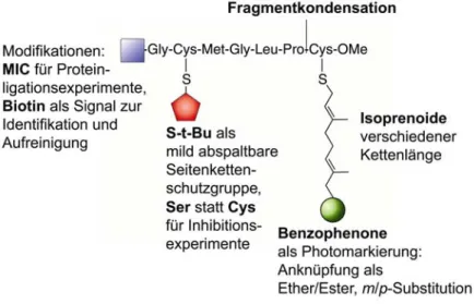 Abbildung 9: Generelle Synthesestrategie für die Darstellung BP-modifizierter N-Ras-Peptide 